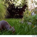 Eastern Gray Squirrel