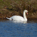 Mute Swan