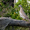 White WingedDove