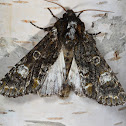 Grote's Sallow