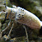 Longhorn Beetle