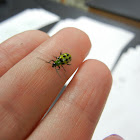 Spotted Cucumber Beetle