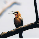 White-fronted Bee-eater