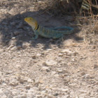 Collared Lizard