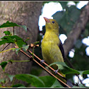 Scarlet Tanager