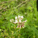 White clover