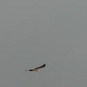 Aguila pescadora