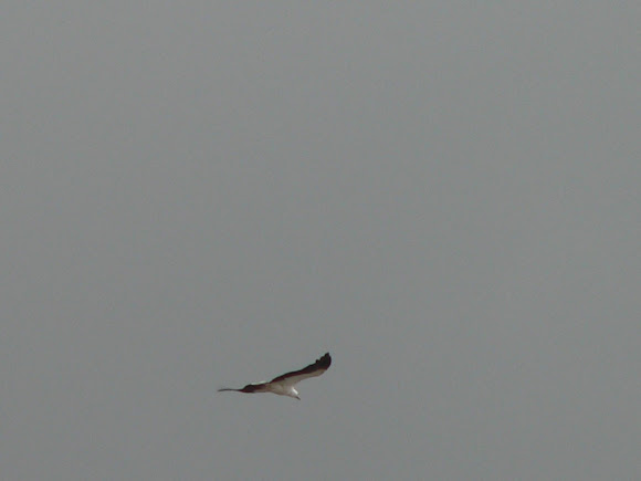Spotting Image 1