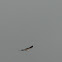 Aguila pescadora