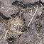 Mouse Nest