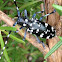 Starry night beetle