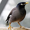 Common Myna or Indian Myna