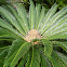 Cycad