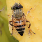 Hover Fly