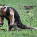 Southern Tamandua
