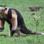 Southern Tamandua