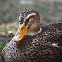Ánade Real (Hembra) / Mallard (Female)