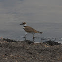 Killdeer