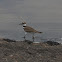 Killdeer