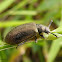 Bicho capixaba (Golden darkling beetle)