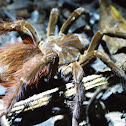 Red Rumped Tarantula