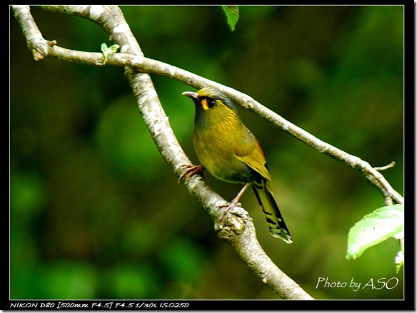 藪鳥(2008-05-11關原)0257