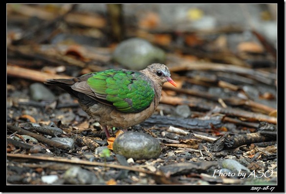 翠翼鳩0274