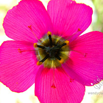 Flowers of South Africa