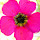 Flowers of South Africa