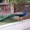 Indian Peafowl