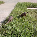 Nine-banded Armadillo