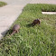 Nine-banded Armadillo