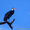 Storm's Stork