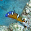 Coris formosa