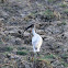 Oriental White Ibis (Juvenile)