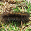 Giant Leopard Moth Caterpillar