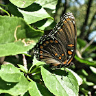 Red Spotted Purple