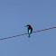 Blue-throated Bee-eater