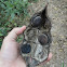 Mucuna seeds (Olho de Boi : Brazil)