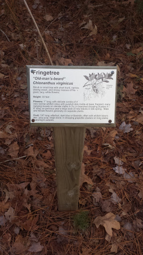 Fringetree