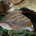 Stinky Leafwing Butterfly