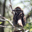 Song Sparrow - Adult Eastern Form