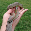 Mole Kingsnake