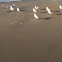 Sea gulls