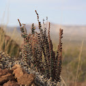 Fern