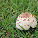 Green-spored Parasol