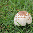 Green-spored Parasol