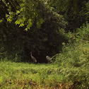 Sarus Crane.