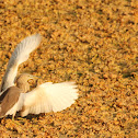 Indian Pond Heron