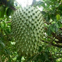 Guyabano , soursop